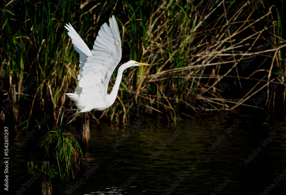 Naklejka premium 飛び立つ白鷺