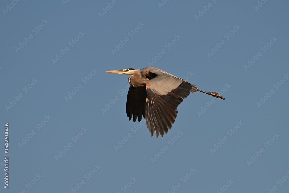 Obraz premium A great blue Heron bird in flight with wings down