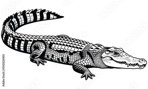 crocodile in the water