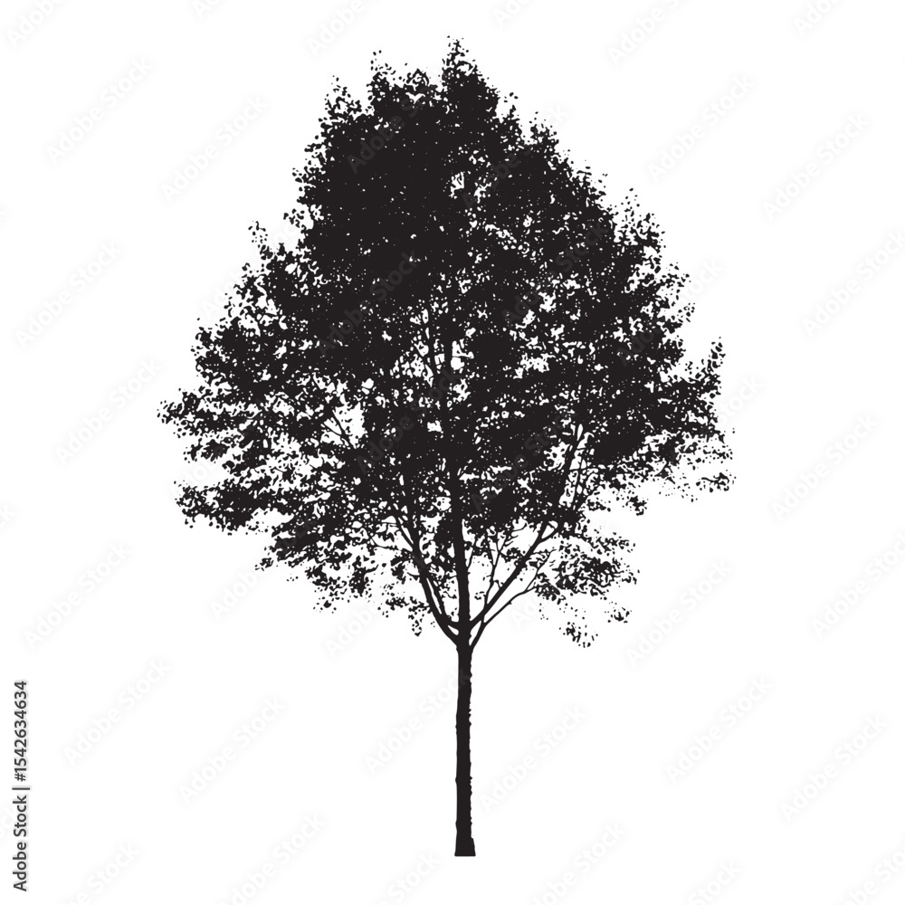 Fototapeta premium Aspen Tree Outline Silhouette Illustration
