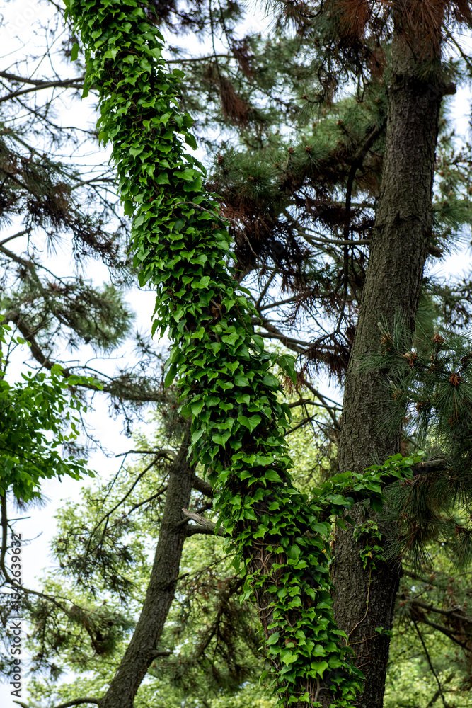 Fototapeta premium The beautiful green forest in the garden.
