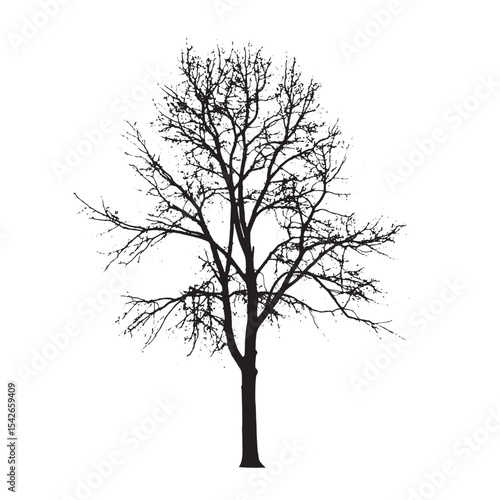 Leafless Aspen Tree Silhouette Isolated