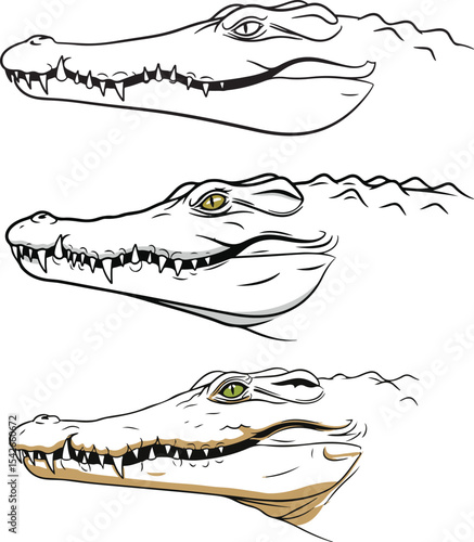 crocodile isolated on white background