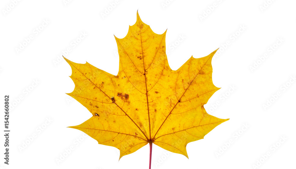 Autumn maple leaves in vibrant fall colors, isolated on white Autumn maple leaves in vibrant fall colors, isolated on white