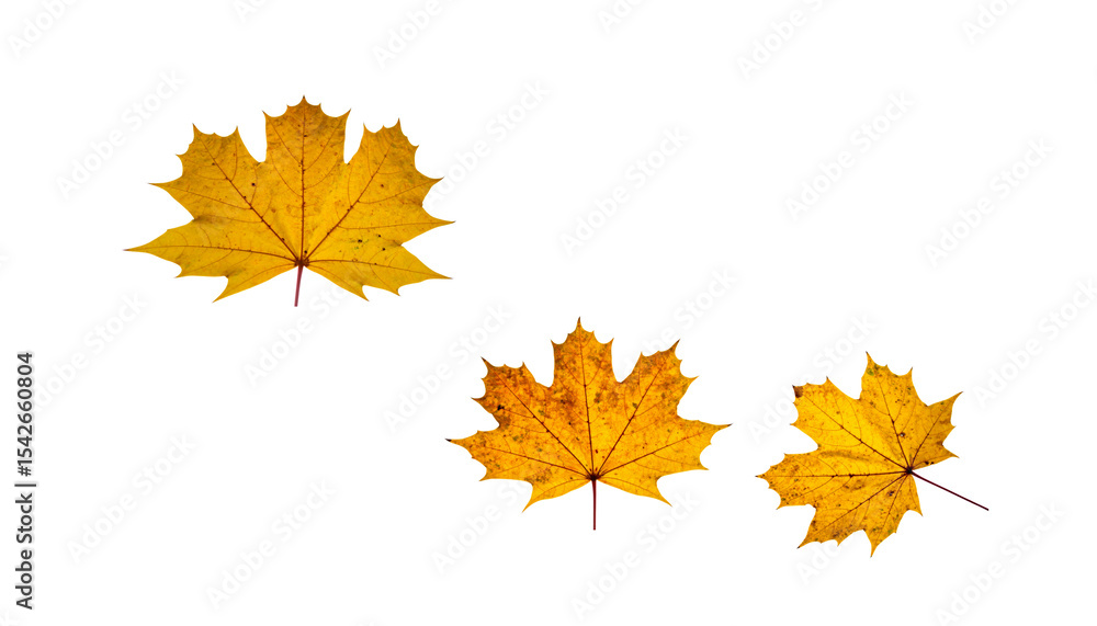 Fototapeta premium Autumn maple leaves in vibrant fall colors, isolated on white