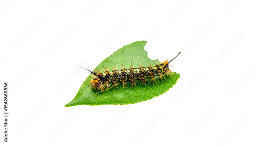 Naklejka premium Green caterpillar, small insect larva, isolated on white background
