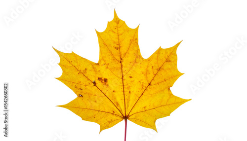 Wallpaper Mural Autumn maple leaves in vibrant fall colors, isolated on white Torontodigital.ca