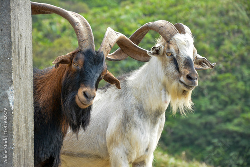 Close-Up of Two Horned Goats: A close-up view of two goats with large, curved horns, one brown and one white, standing near a concrete structure with a blurred green background.