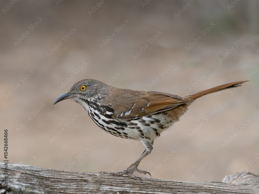 Fototapeta premium Long-Billed Thrasher Standing on a Log and Photographed in Profile with a Shallow Depth of Field