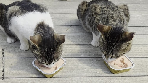Twin cats happily sharing their meal, each enjoying their own dish in harmony.