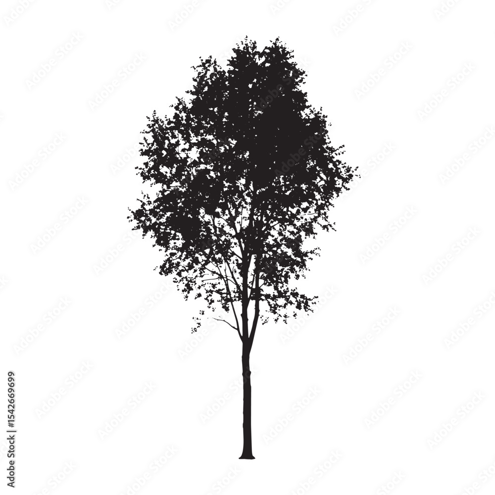Fototapeta premium Sketch Style Aspen Tree in Silhouette