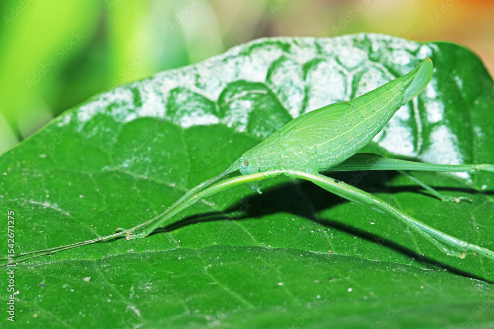 Obraz premium A grasshopper on green leaf