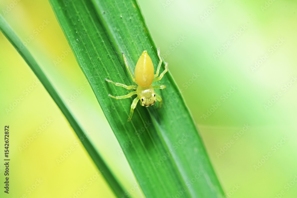 Naklejka premium A jumper spider on green leaf