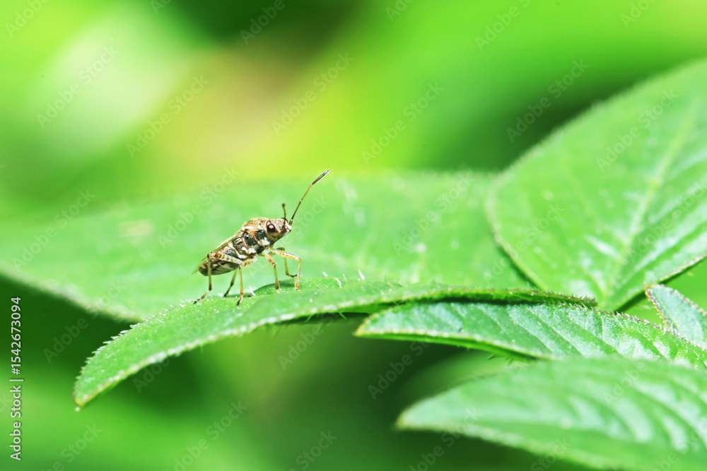 A beetel on green leaf A beetel on green leaf