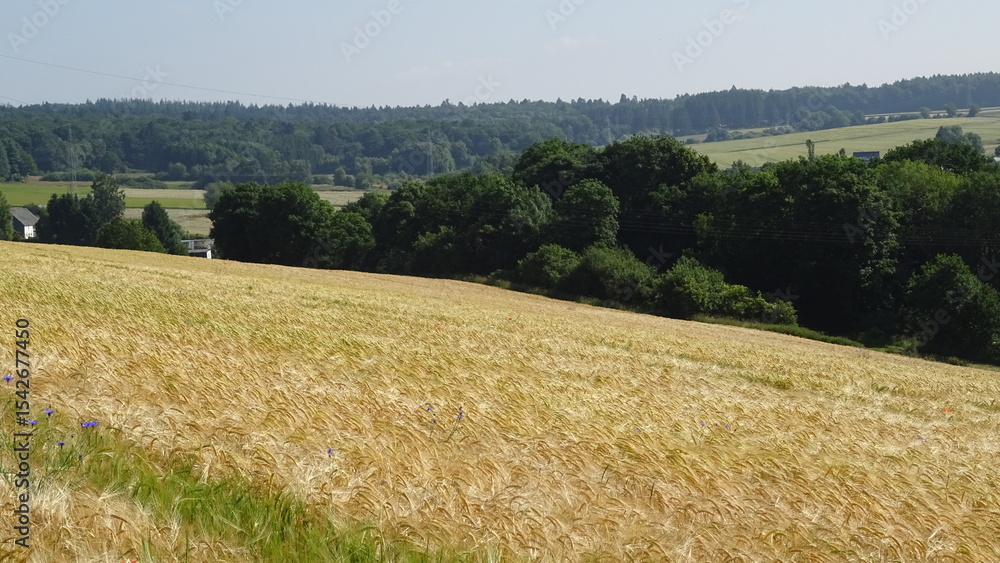 Fototapeta premium Barley field with cornflowers and forest view