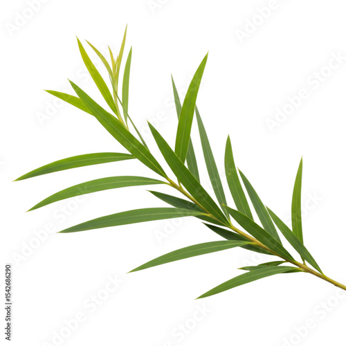 Cajuput Leaf – Herbal Oil Plant from Indonesia