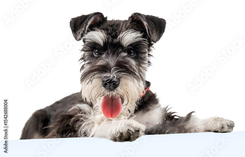 Miniature Schnauzer puppy looking down with tongue out isolated
