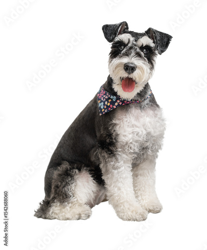 Portrait of miniature schnauzer sitting with head turned isolated png