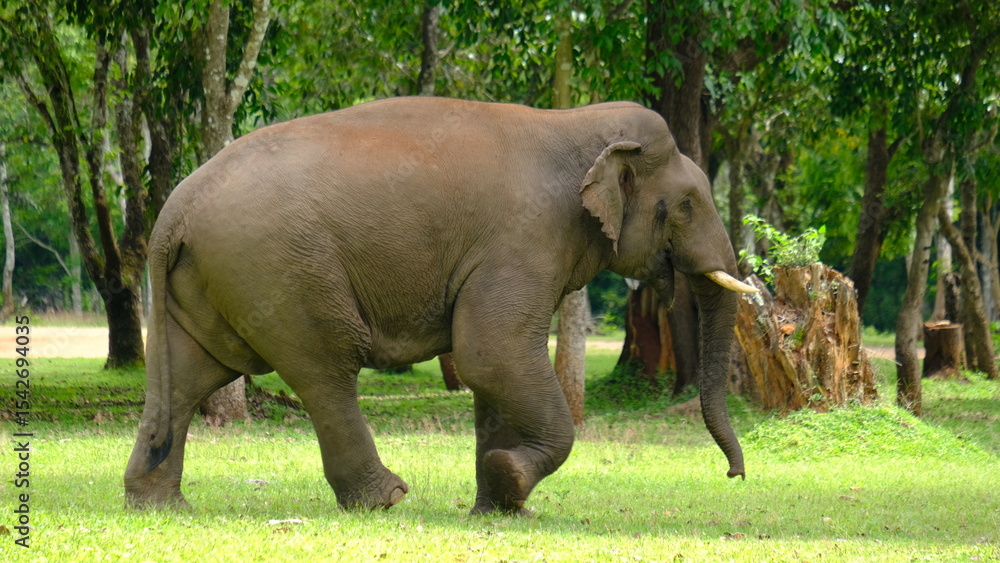 Fototapeta premium Asian Elephant, close up Elephant walk in of Thungyai Naresuan Wildlife Sanctuary, Eastern Section, is located in Tak Province, Thailand