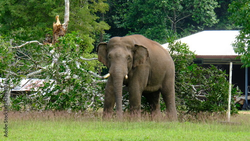 Photography A breathtaking glimpse into the heart of Thungyai Naresuan Wildlife Sanctuary, E