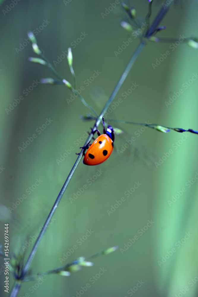 Obraz premium ladybug 