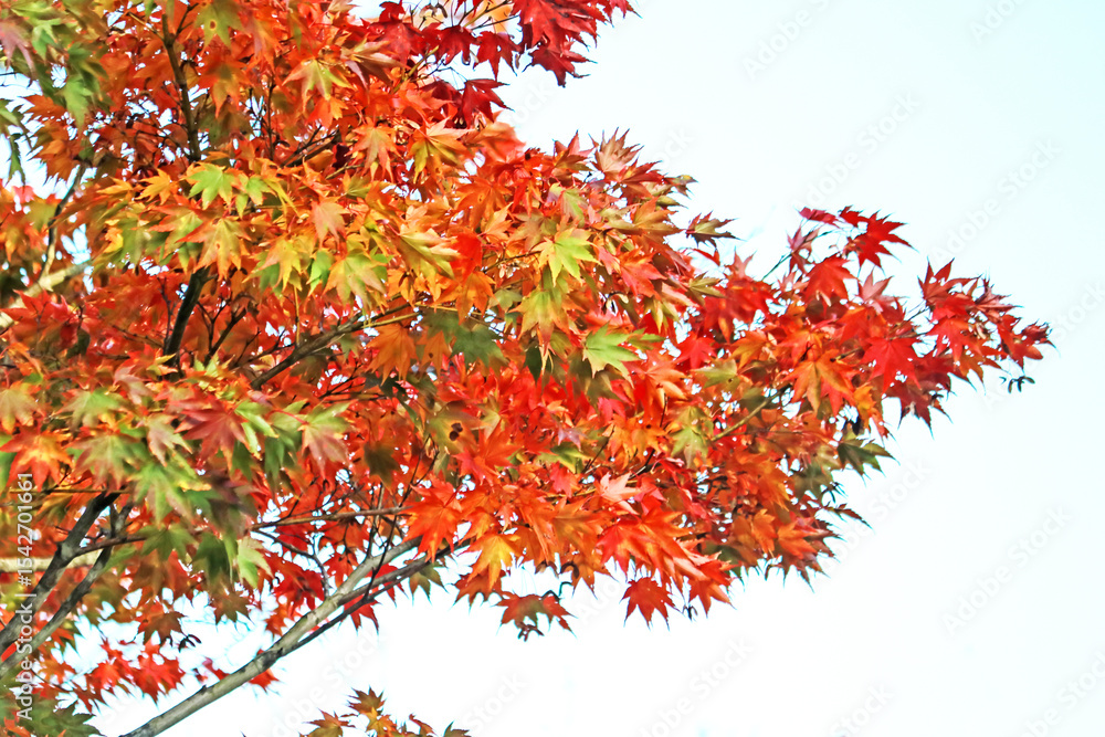 The autumn season leaf in Japan The autumn season leaf in Japan