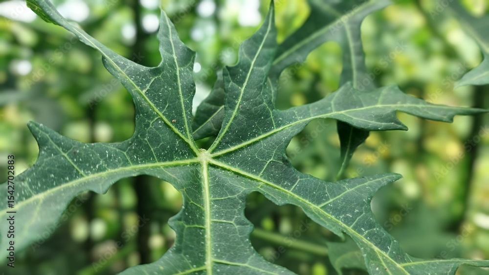Chinese papaya leaves in the garden Chinese papaya leaves in the garden