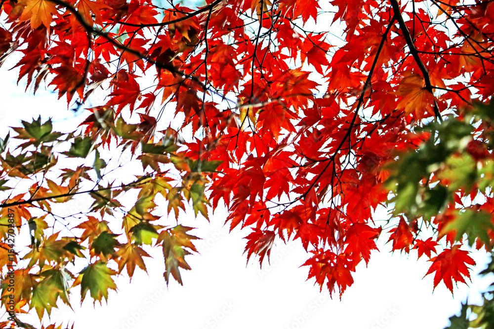 The autumn season leaf in Japan The autumn season leaf in Japan