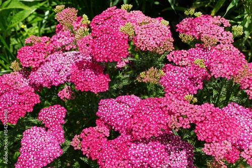 Beautiful clusters of deep pink Common Yarrow Saucy Seduction flowers, showcasing the plant's dense and showy blooms.