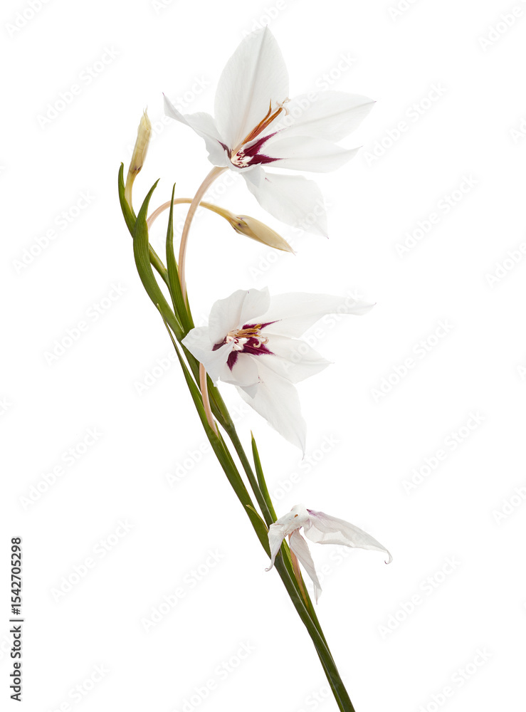 Fototapeta premium Gladiolus flowers, White gladiolus blooming on branch isolated on white background, with clipping path 