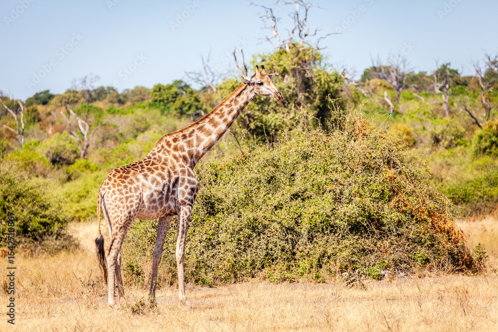Obraz premium Giraffe in the wild