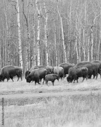 buffalo herd
