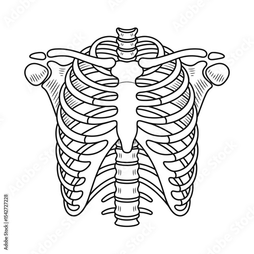 Anatomical illustration of human rib cage and upper spine in black