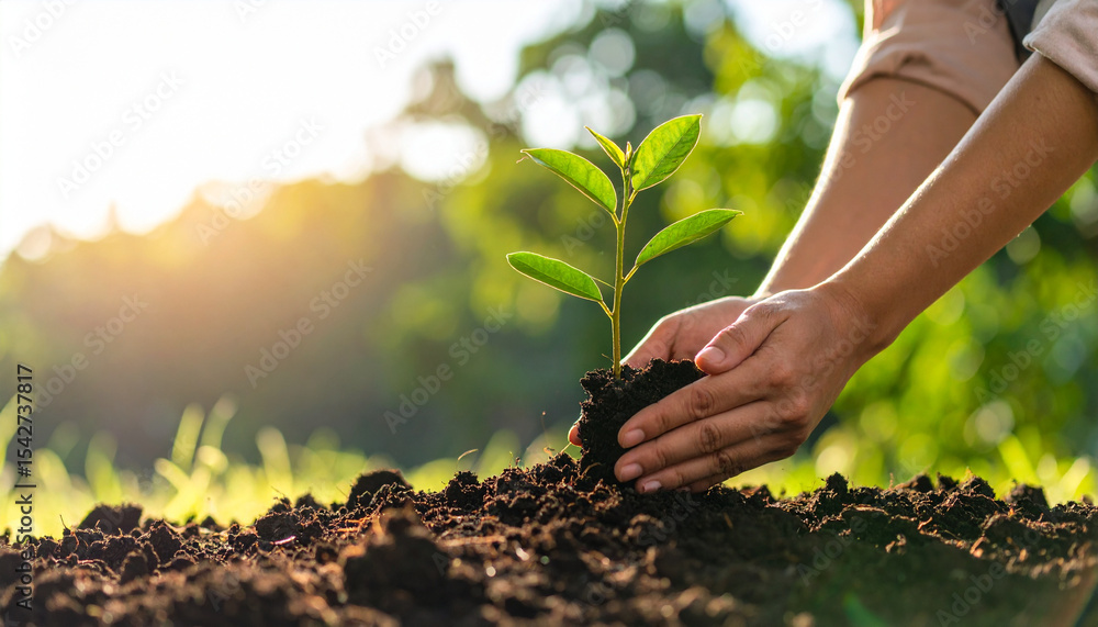 Fototapeta premium Young plant hands soil gardening sunlight nature close up green leaves planting growth environment outdoor agriculture earth fresh healthy care natural spring eco friendly small tree nurturing