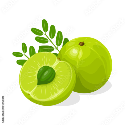 Illustration of Phyllanthus emblica, also known as emblic, myrobalan, Indian gooseberry, Malaca tree, or amla, isolated on white background.green apple with leaves