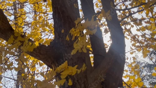 Ginkgo trees turn golden in autumn