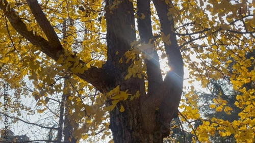 Ginkgo trees turn golden in autumn