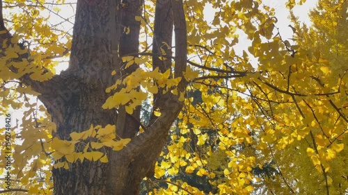 Ginkgo trees turn golden in autumn