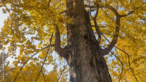 Ginkgo trees turn golden in autumn