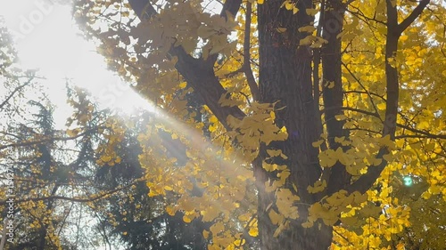 Ginkgo trees turn golden in autumn