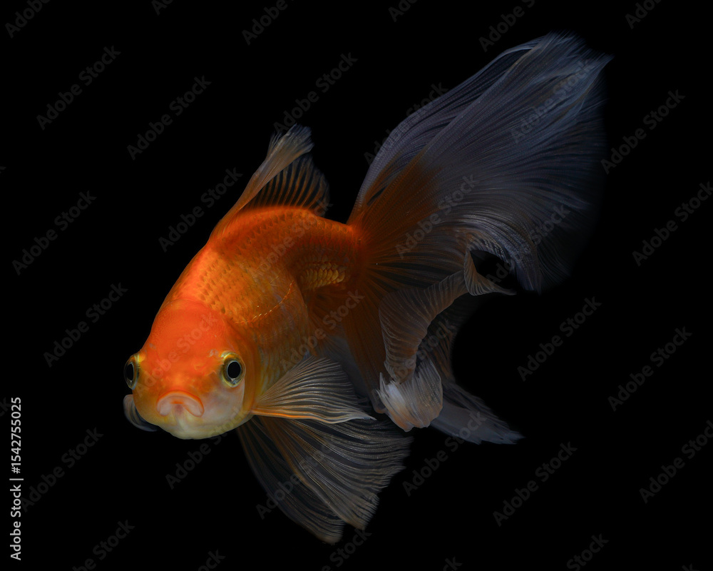A vibrant orange and white ranchu goldfish with a distinctive head growth, gracefully swimming against a dark background, 20 juny 2025 Indonesia A vibrant orange and white ranchu goldfish with a distinctive head growth, gracefully swimming against a dark background, 20 juny 2025 Indonesia