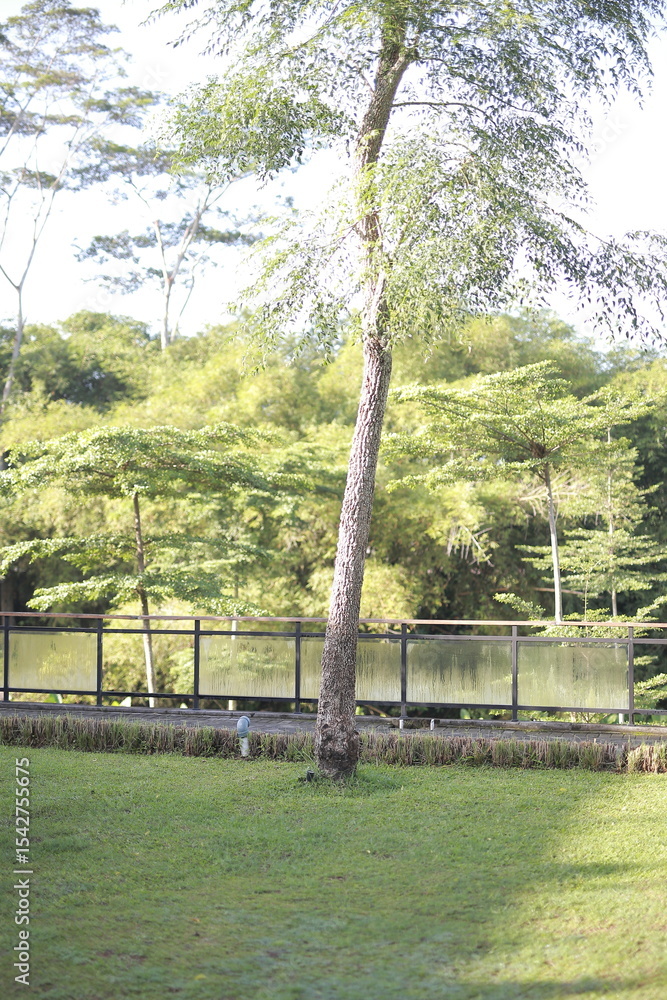 Obraz premium bridge in the forest