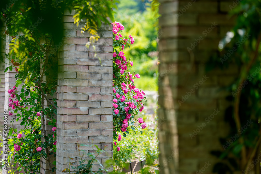 Fototapeta premium Green garden landscape with red roses in full bloom in spring in May