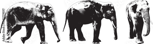 Vector Silhouette Collection: Clean and Bold Designs Large elephants on white background, collage. Exotic animal