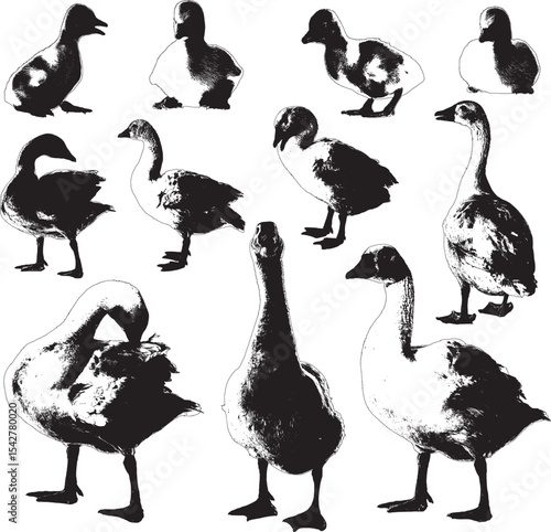 Vector Silhouette Collection: Clean and Bold Designs white goose and goslings (Anser anser domesticus) isolated on a white background - collection