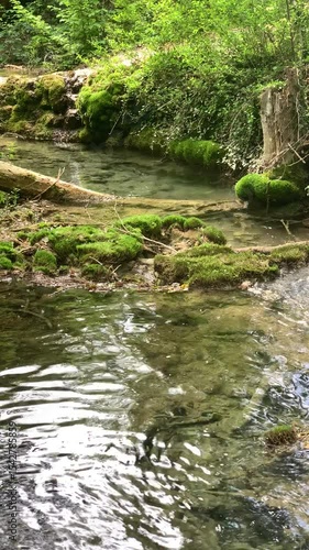 A stream of water is surrounded by moss and trees. The water is clear and calm. The scene is peaceful and serene