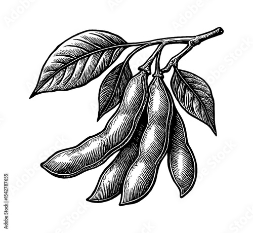 Engraved Illustration of Soybeans on a Branch with Leaves in Black and White