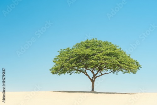 Wallpaper Mural Lone tree with lush canopy amidst sandy desert landscape under clear blue sky, Lone tree with lush canopy on boundary between desert sands and clear blue sky Torontodigital.ca