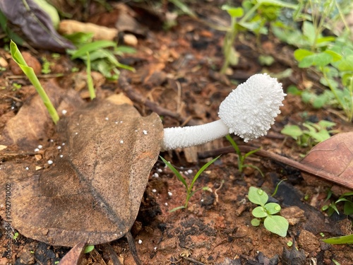 White Mushroom Sprouting in Earth
