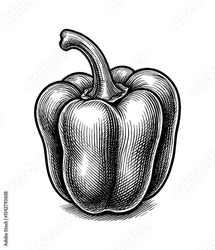 Detailed Engraving of a Bell Pepper with Stem on White Background